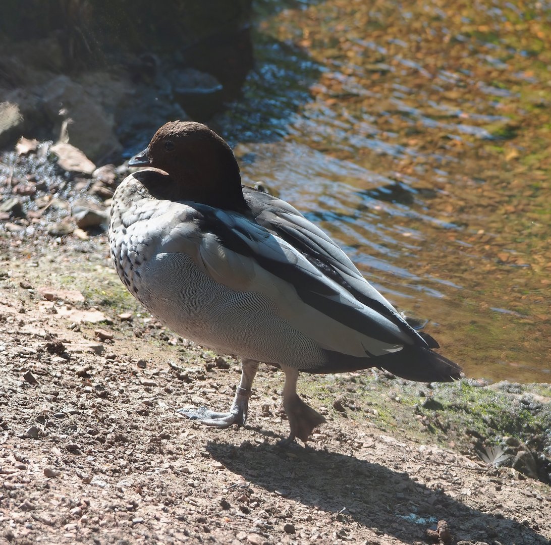 Maned wood duck (Chenonetta jubatus), 2023-06-04