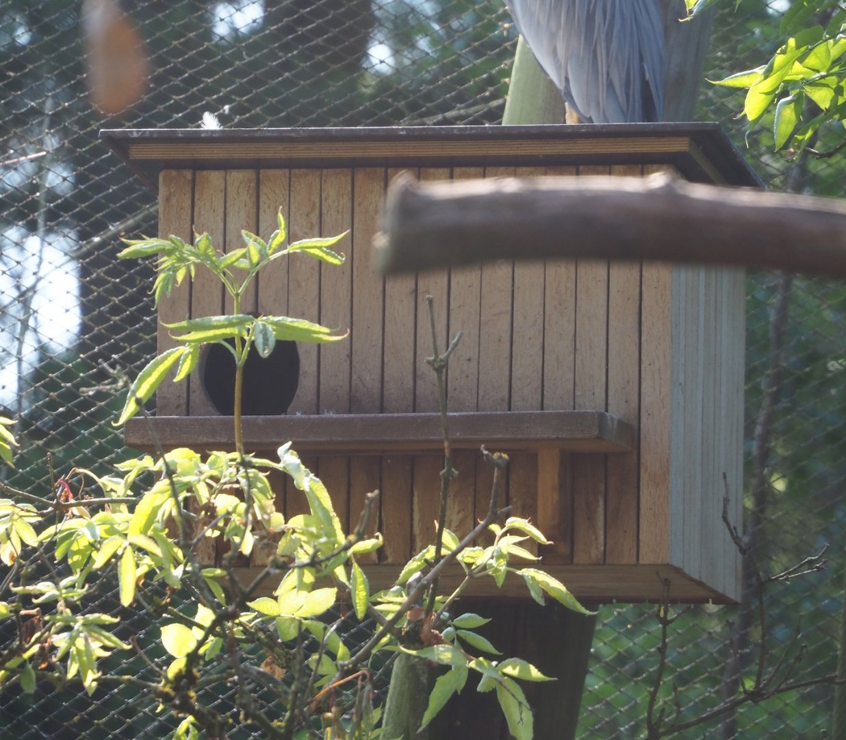 Maned wood duck nesting box, 2023-07-08
