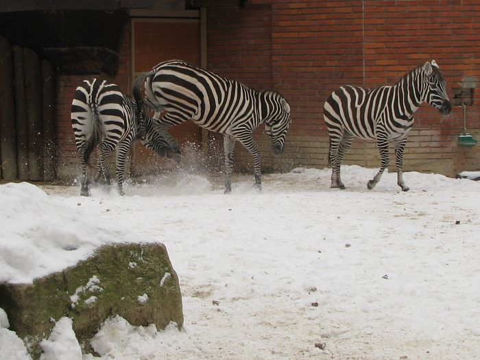 Maneless Grant zebra at Liberec zoo