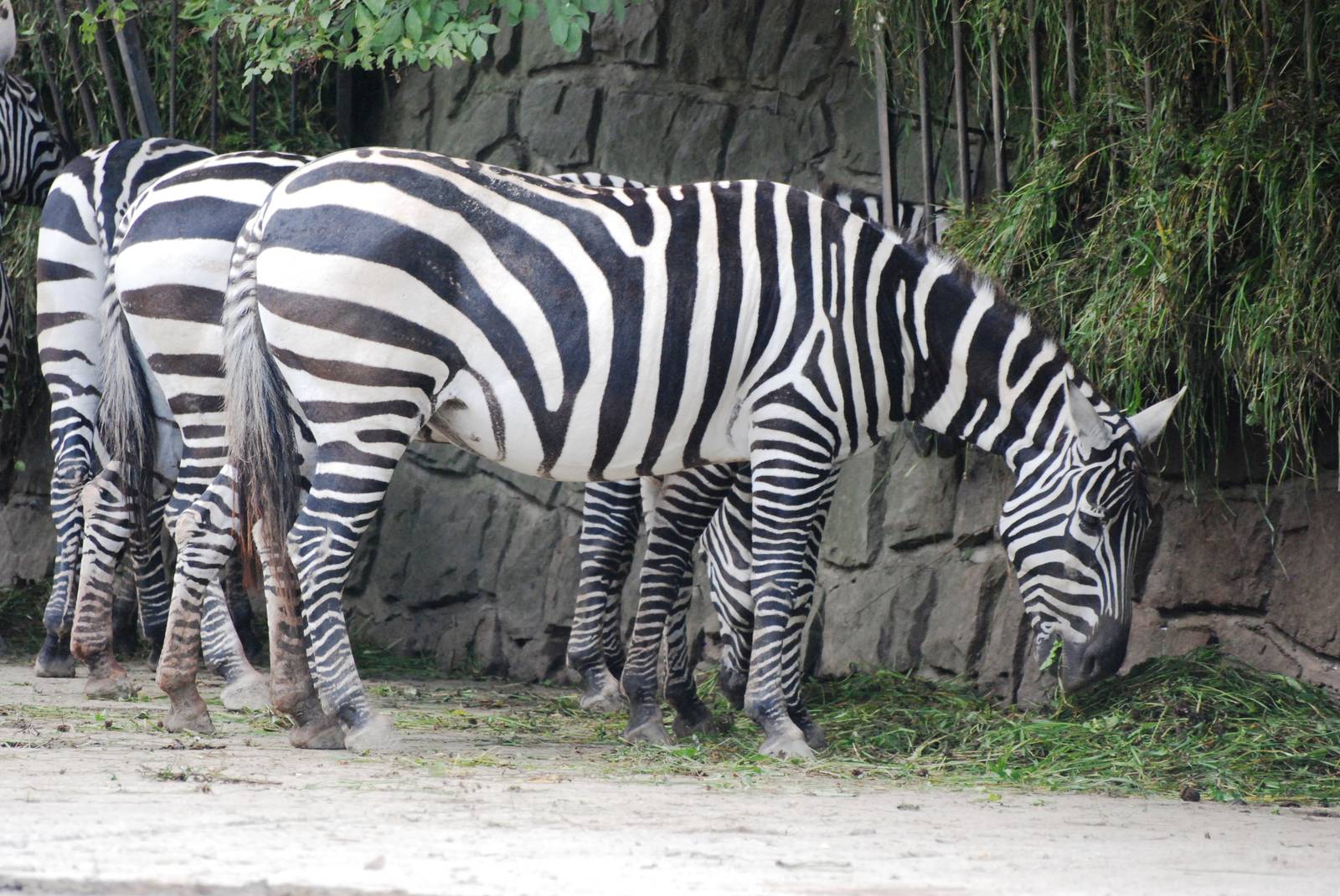 Maneless (Selous') Zebra at Dvur Kralove, 27/08/12