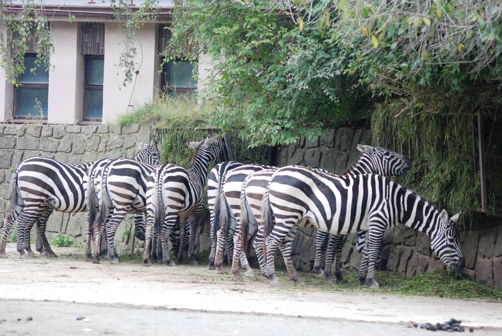 Maneless (Selous') Zebras at Dvur Kralove, 27/08/12