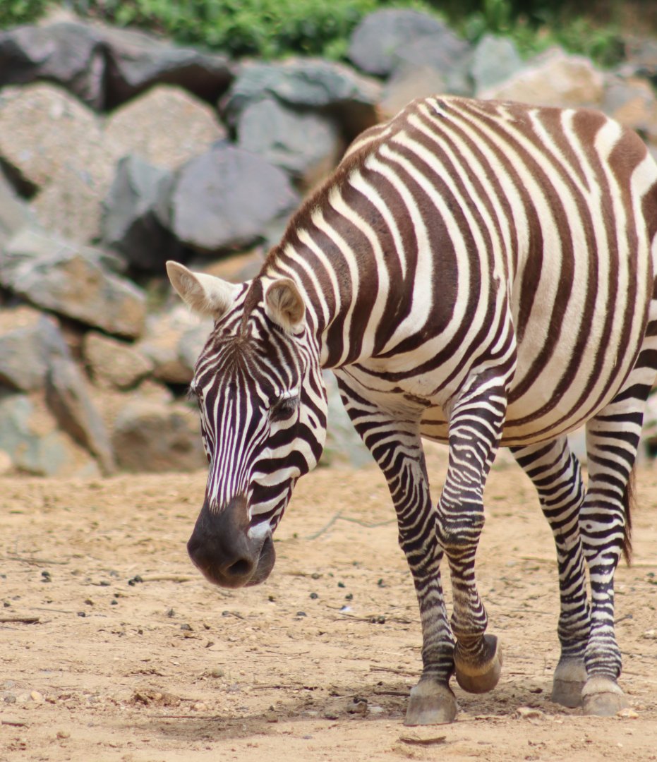 Maneless zebra - 1 July 2021