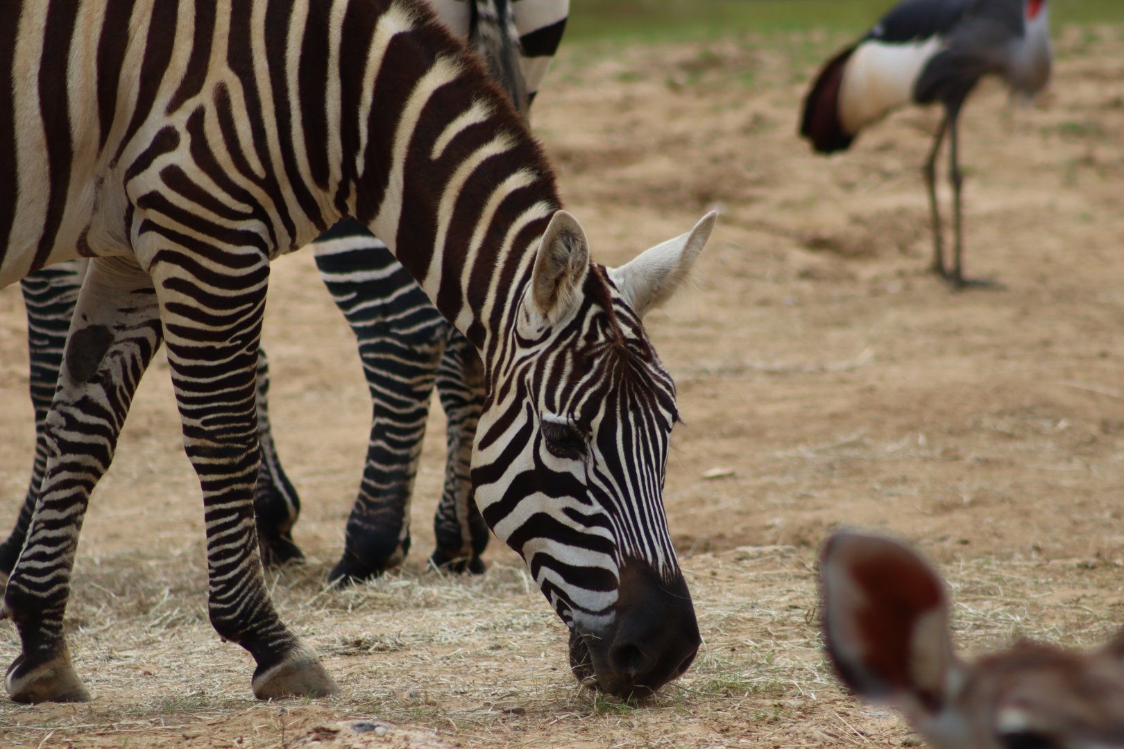 Maneless zebra - 1 July 2021