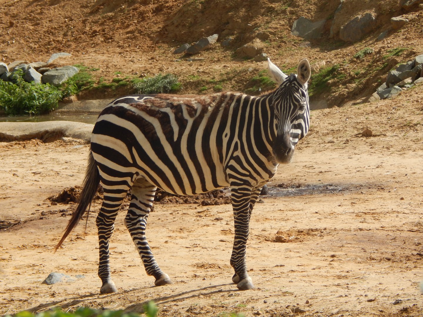 Maneless zebra 110925