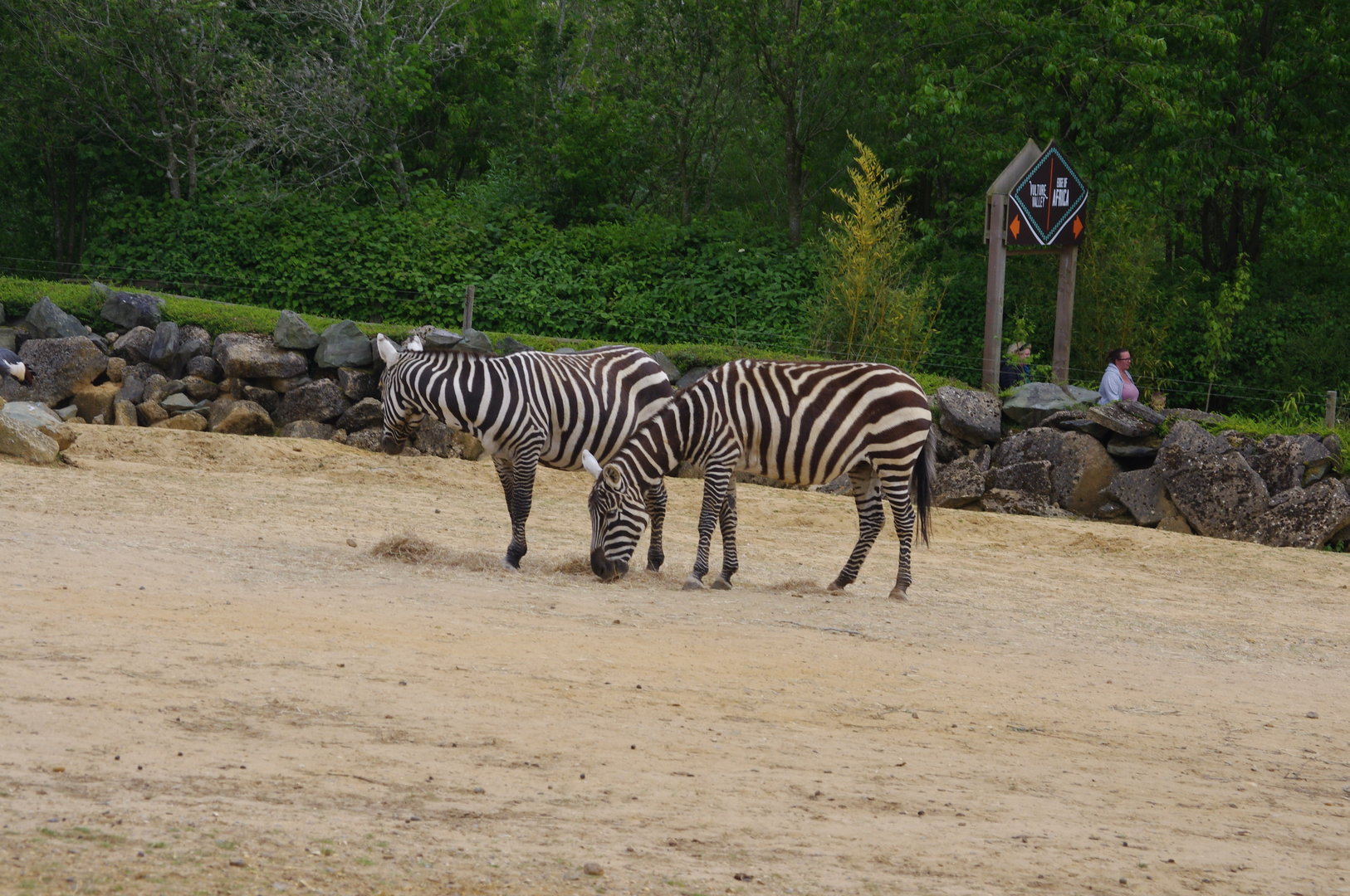 Maneless Zebra- 2/6/2023
