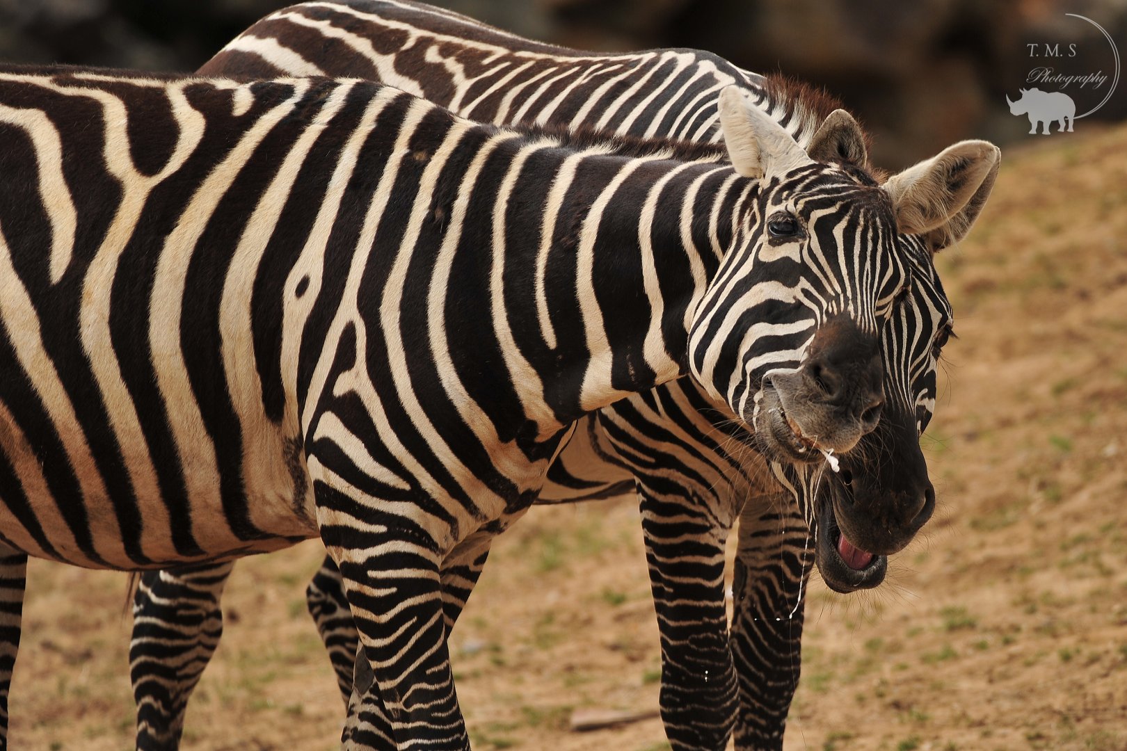 Maneless Zebra Bonding