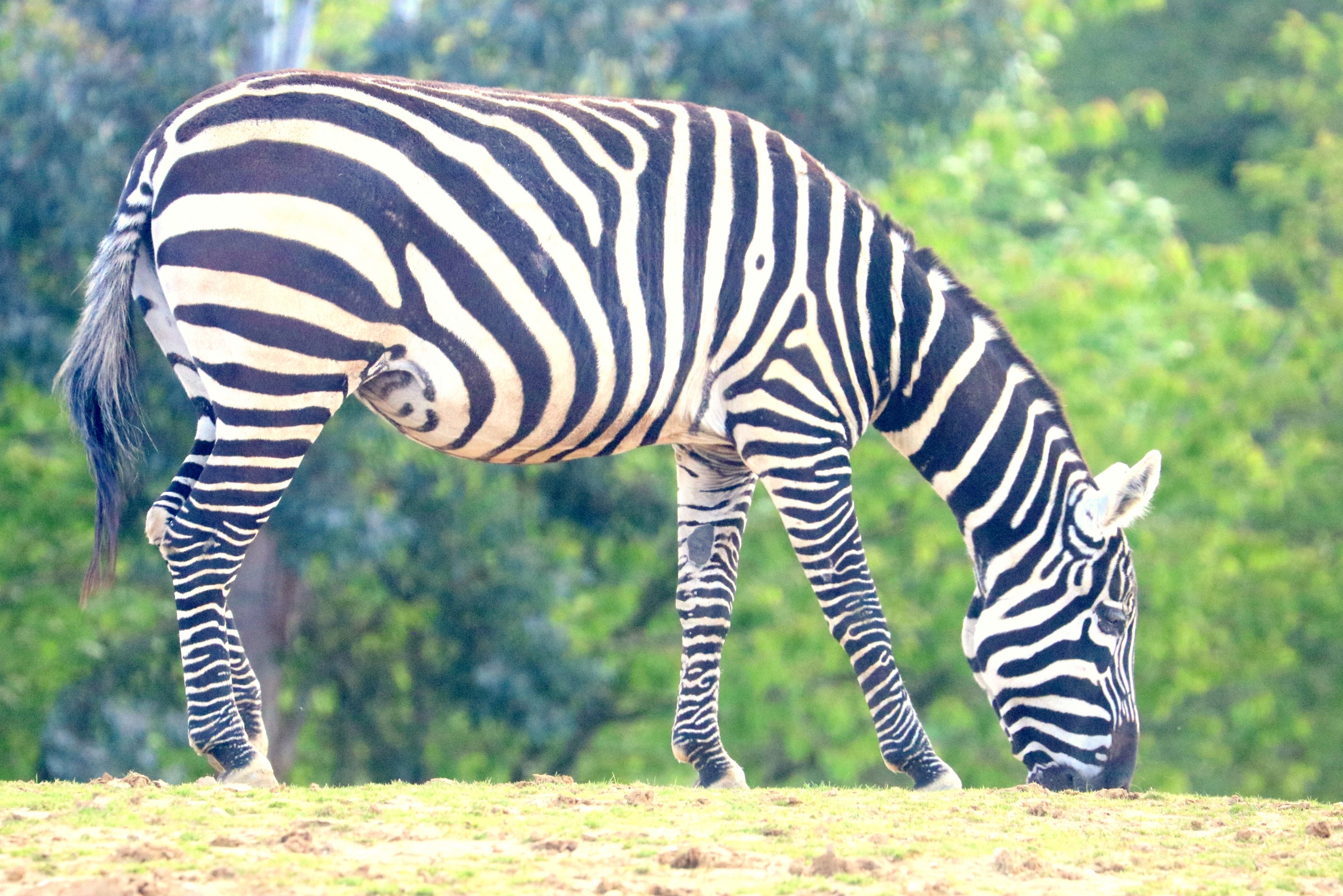 Maneless zebra; Colchester; 12th May 2019