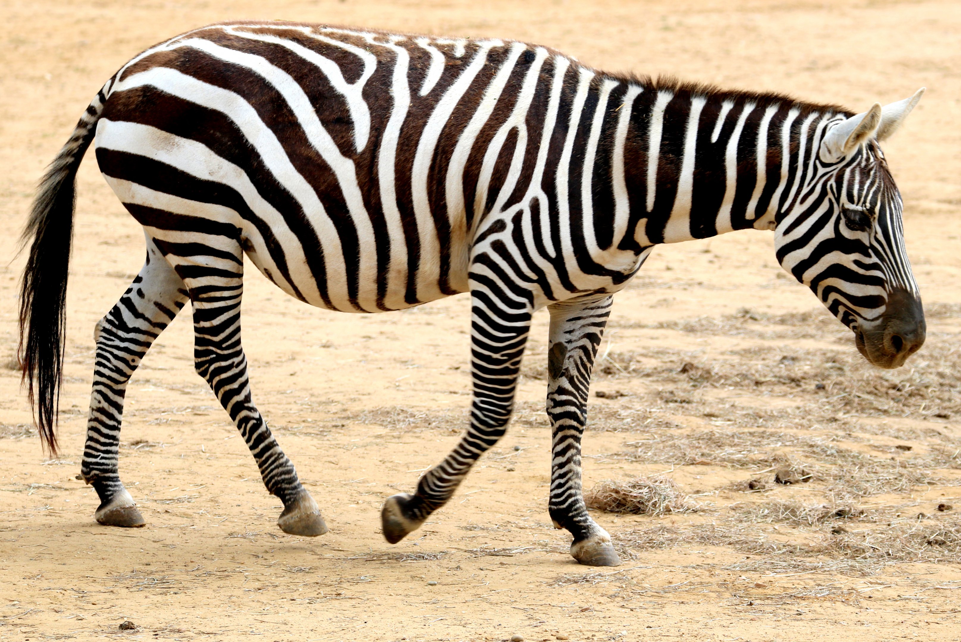 Maneless zebra; Colchester; 16th June 2018