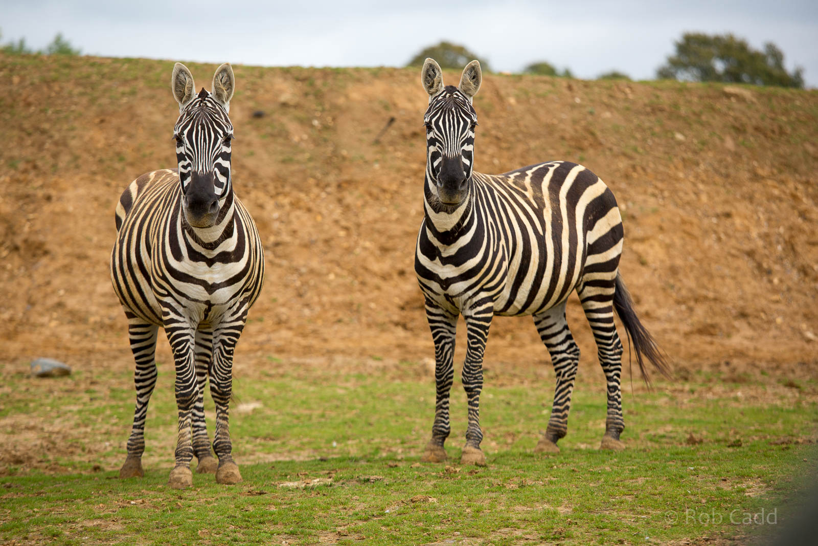 Maneless zebra : Colchester : 18 Oct 2014