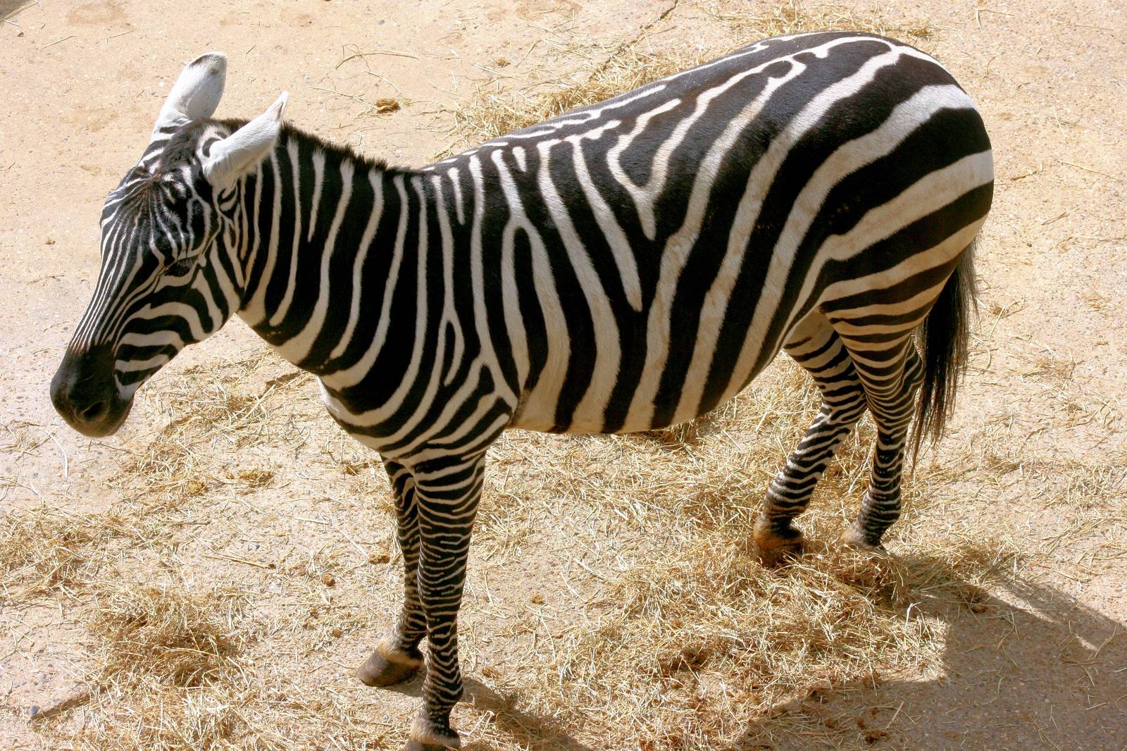 Maneless zebra; Colchester; 18th April 2014