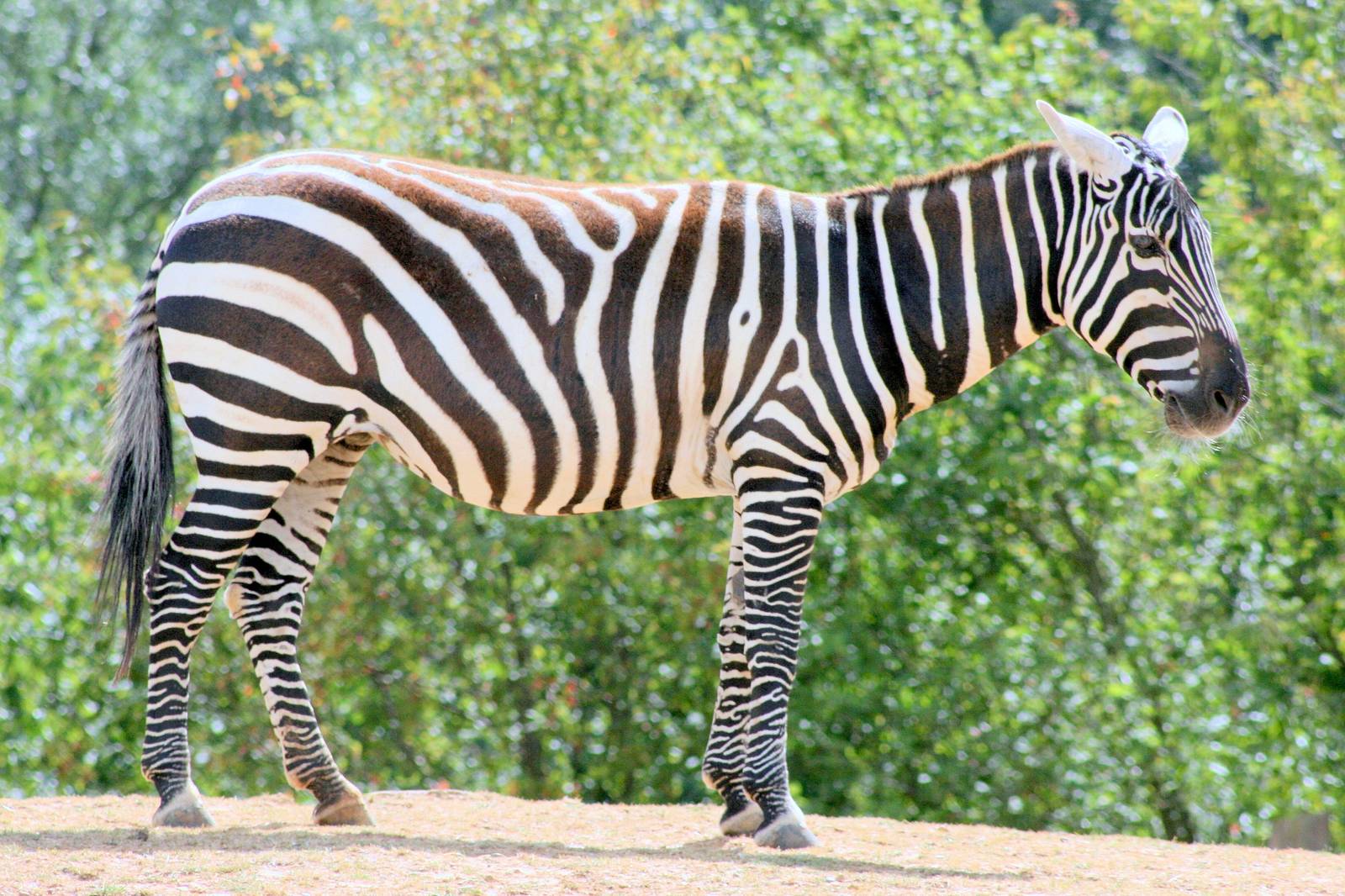 Maneless zebra; Colchester; 21st August 2016