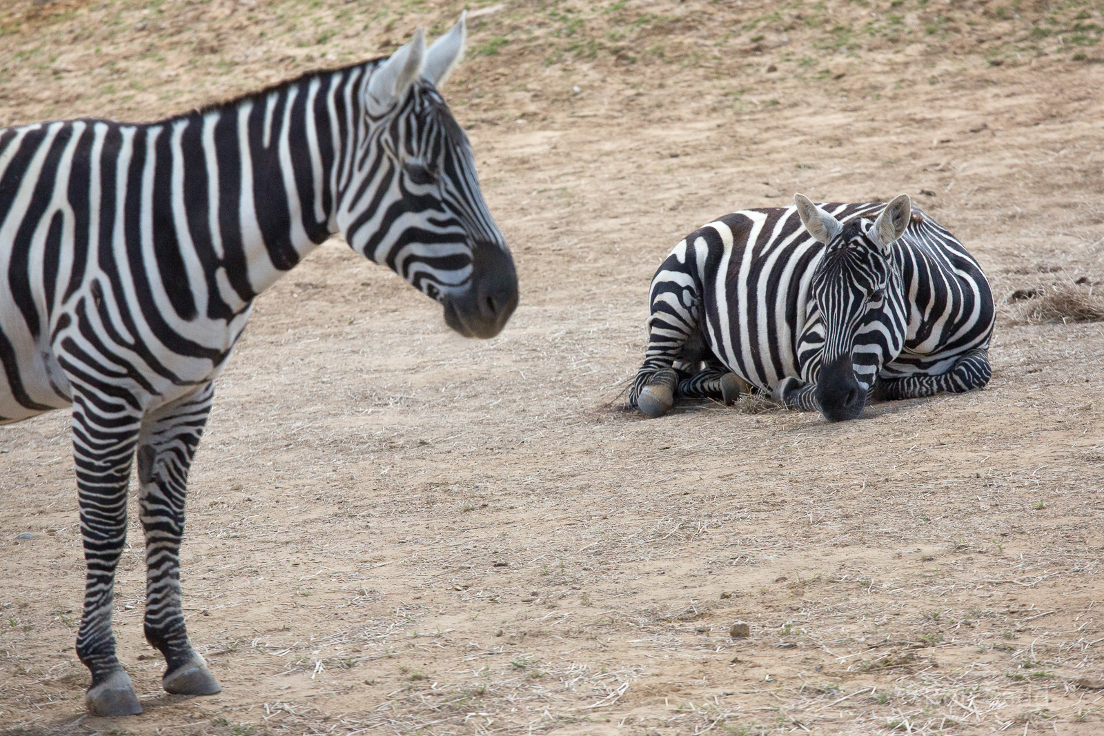 Maneless zebra : Colchester : 22 Aug 2014