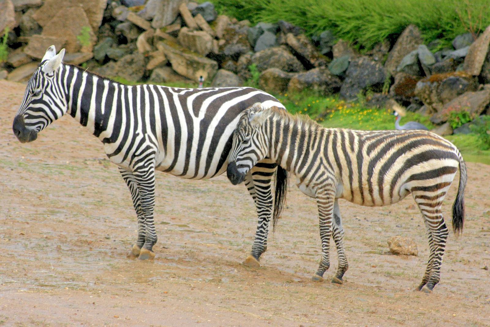 Maneless zebra; Colchester; 28th June 2014