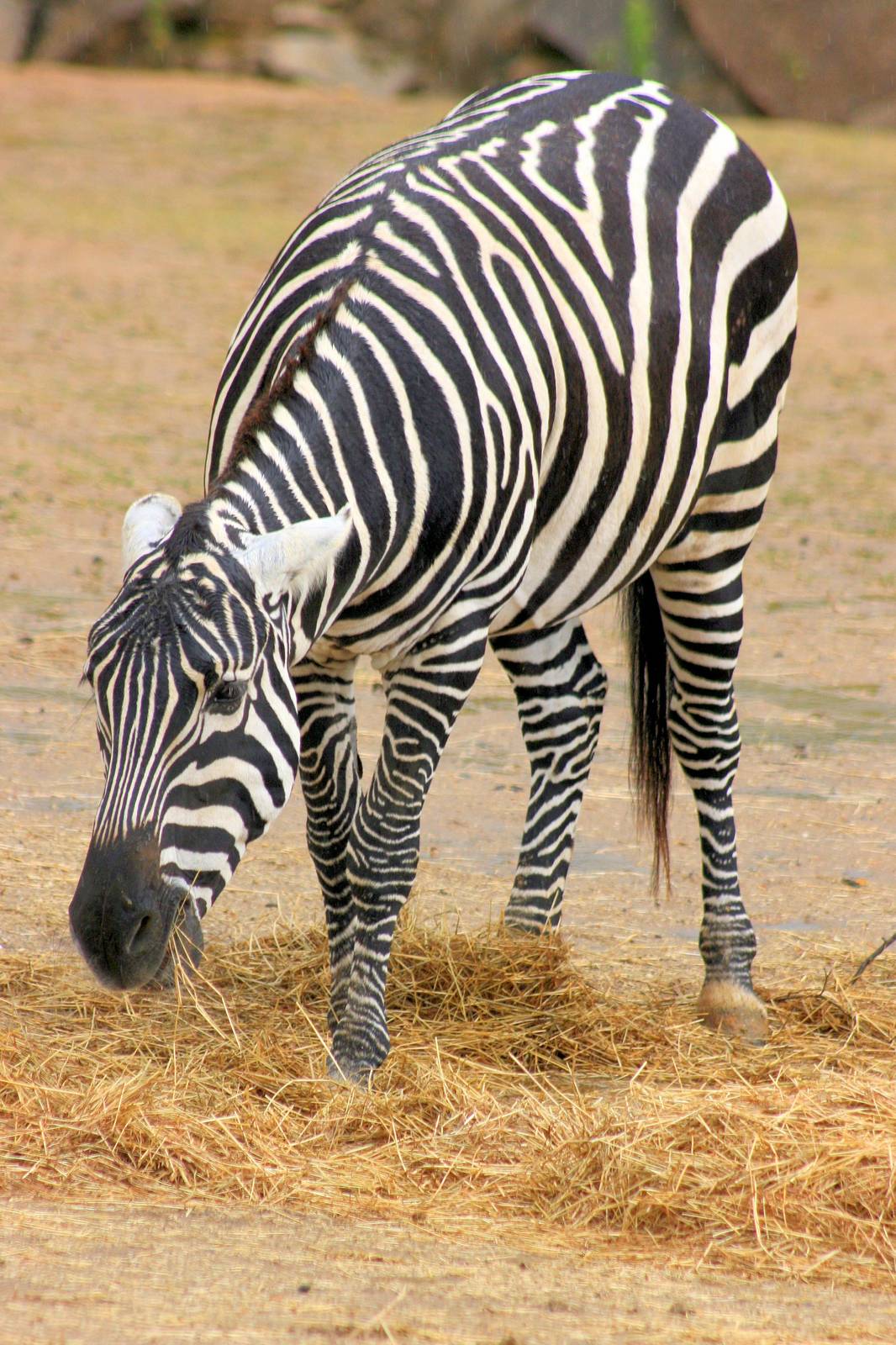 Maneless zebra; Colchester; 28th June 2014