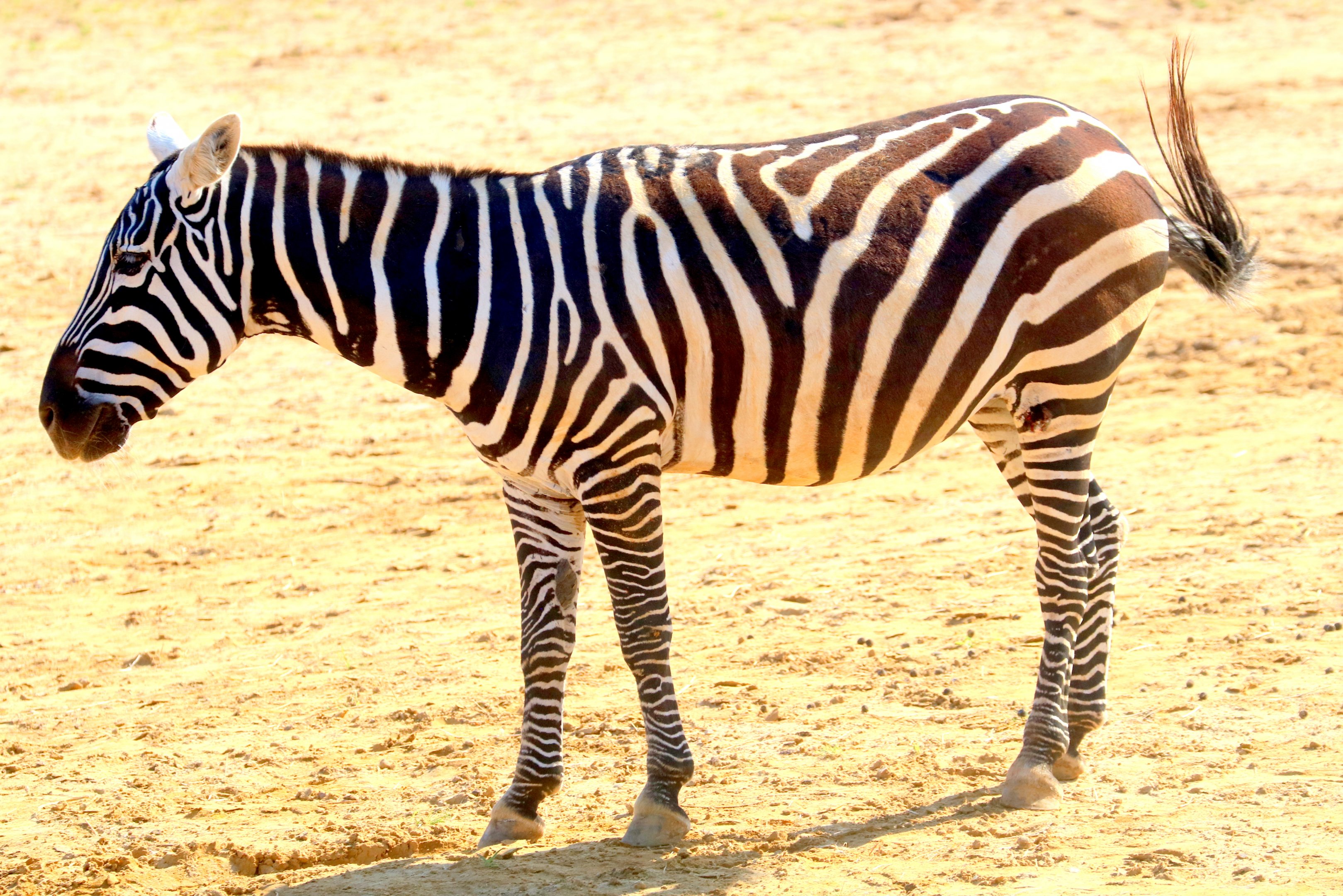 Maneless zebra; Colchester; 29th July 2019