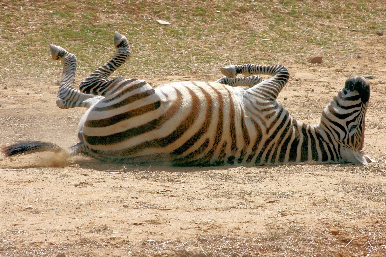 Maneless zebra; Colchester; 30th May 2015