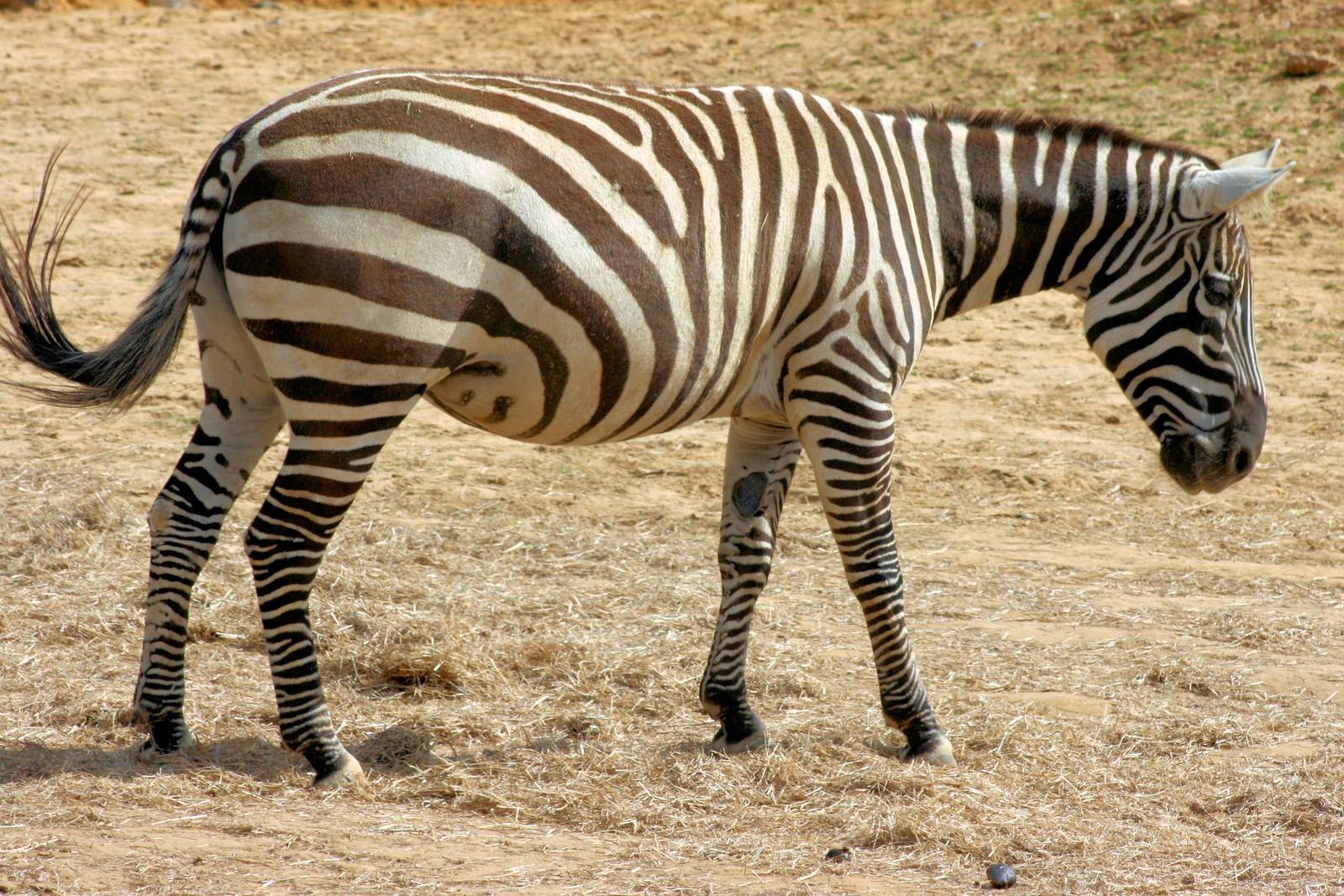 Maneless zebra; Colchester; 30th May 2015