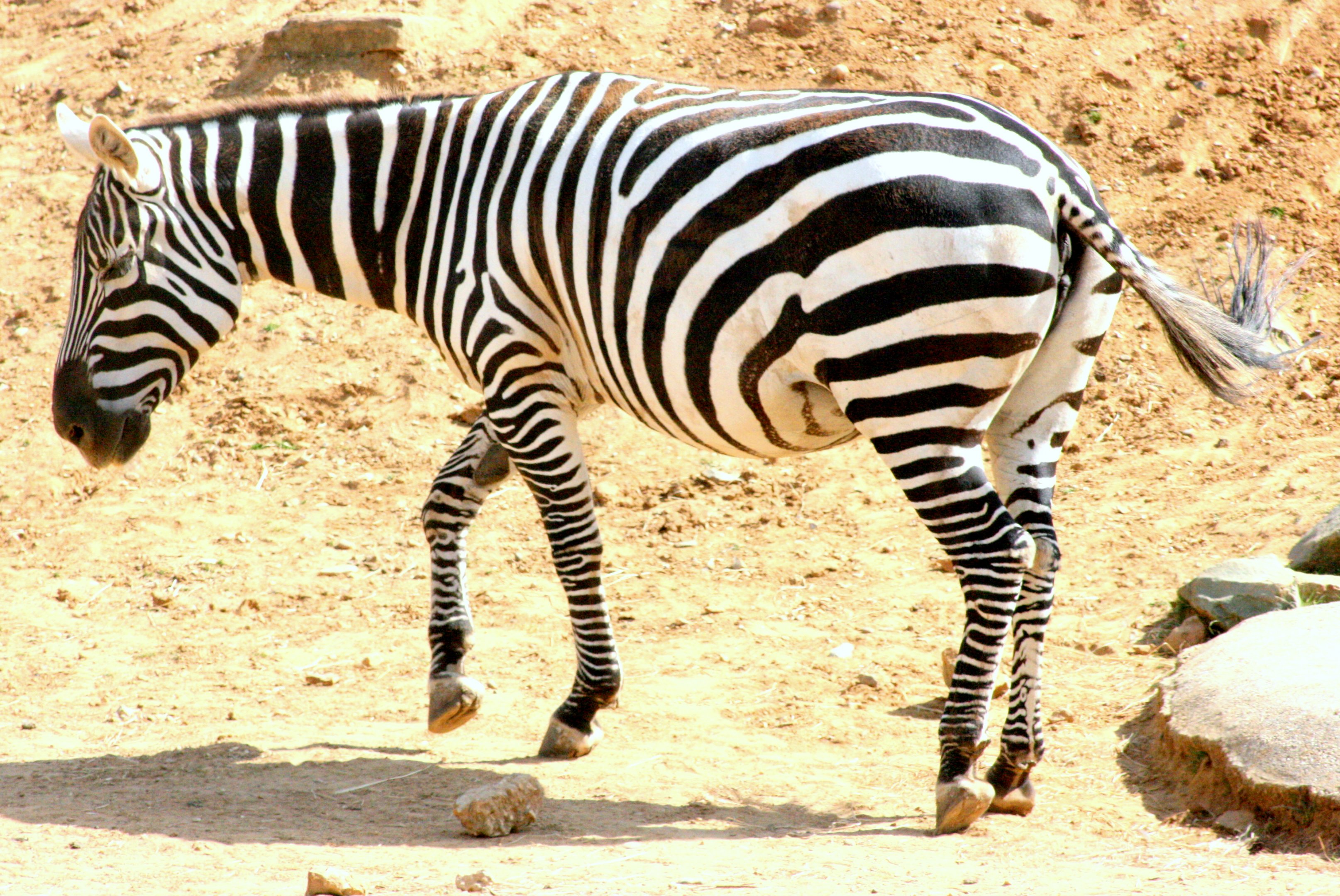 Maneless zebra; Colchester; 8th July 2017