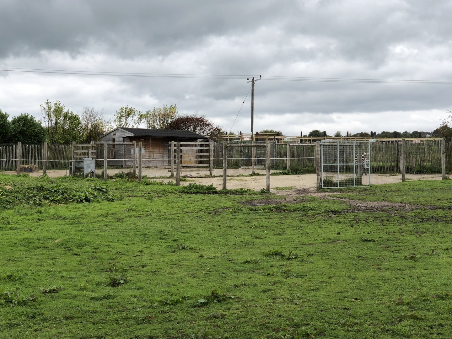 Maneless Zebra Enclosure at Peak Wildlife Park (August 2023)