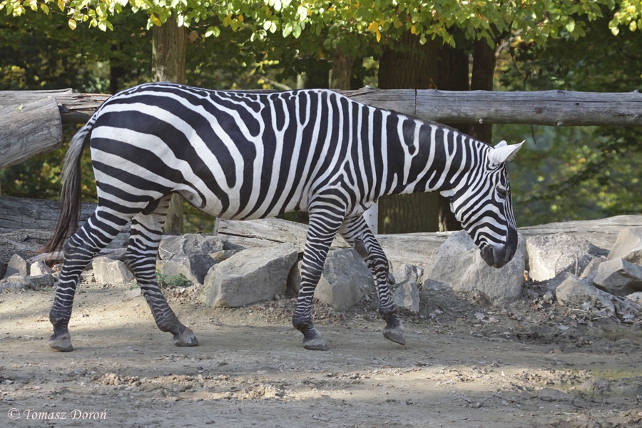 Maneless Zebra (Equus quagga borensis)