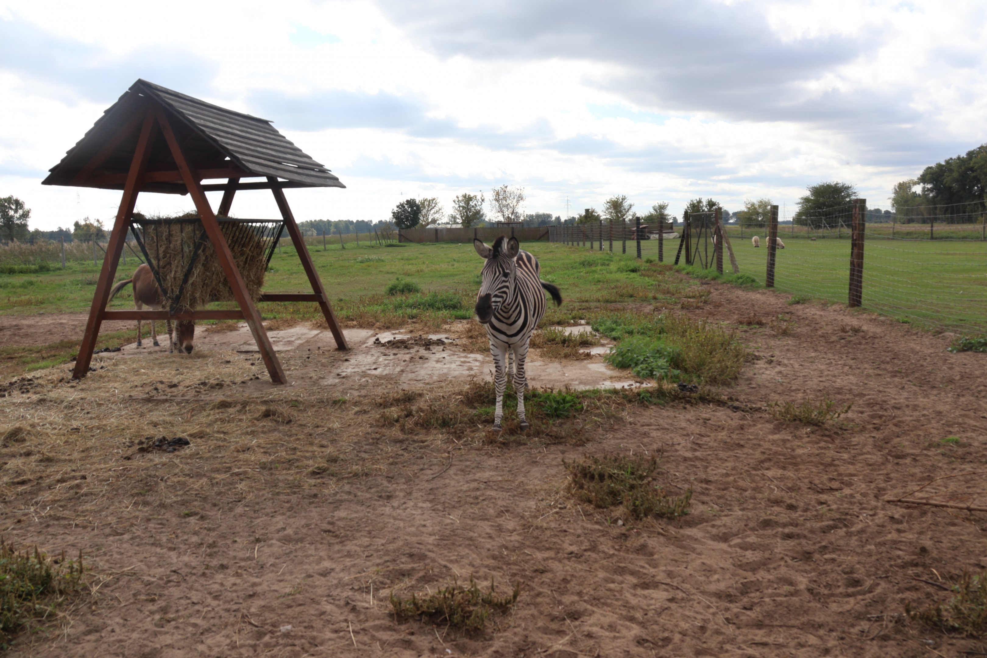 Maneless zebra (Equus quagga borensis)