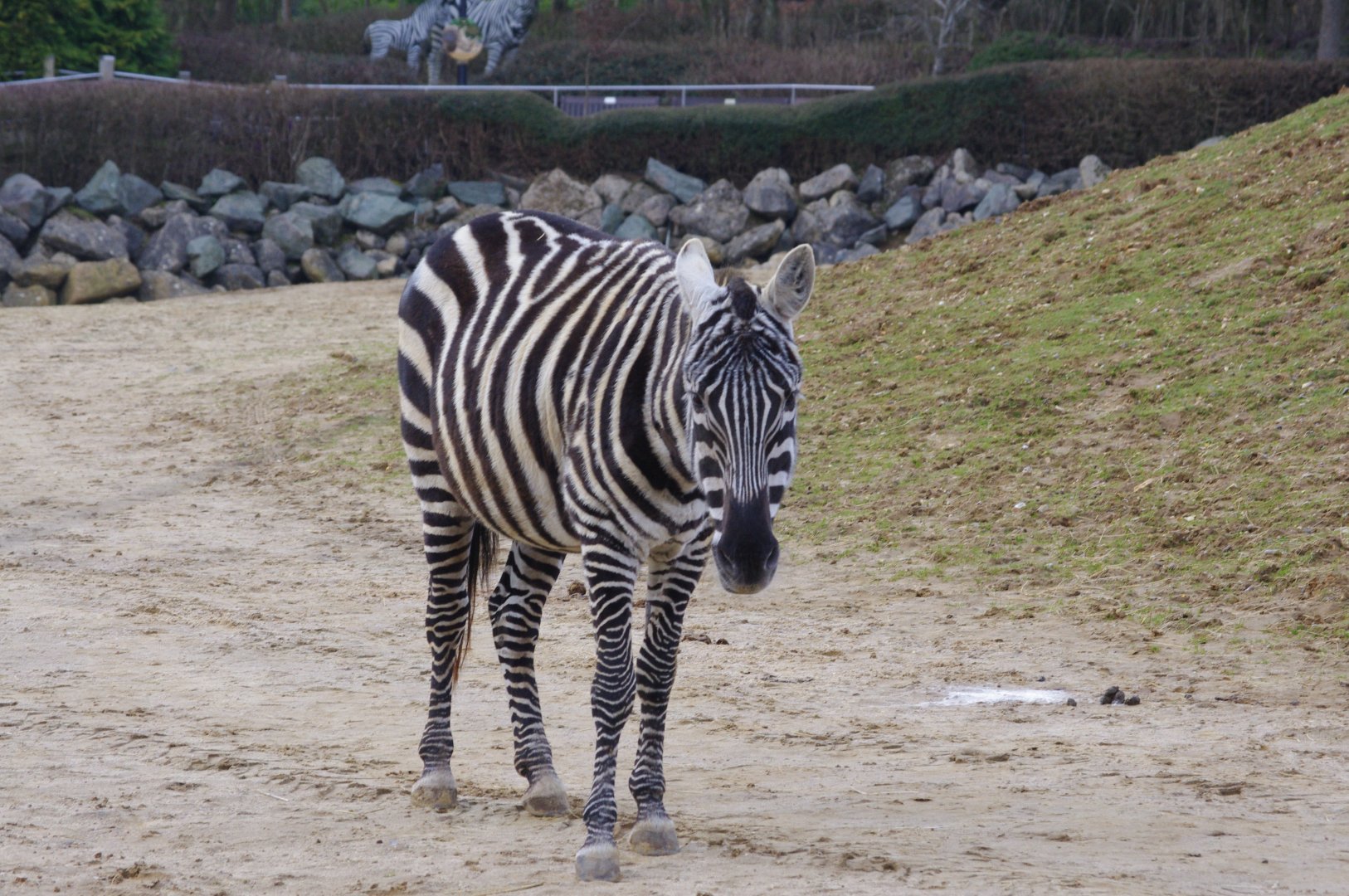 Maneless zebra mare- 17/2/2025