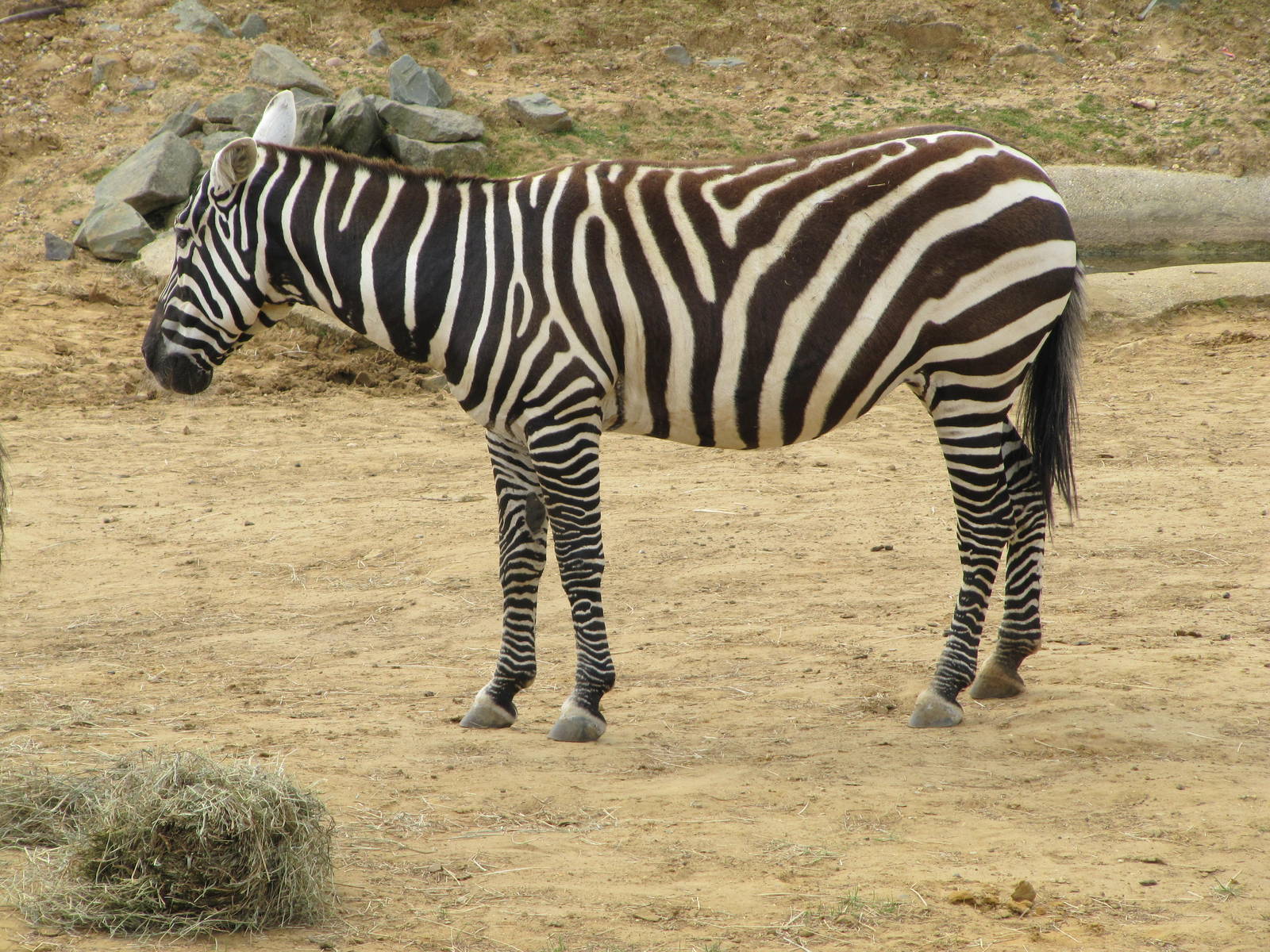Maneless Zebra on 06/08/2016