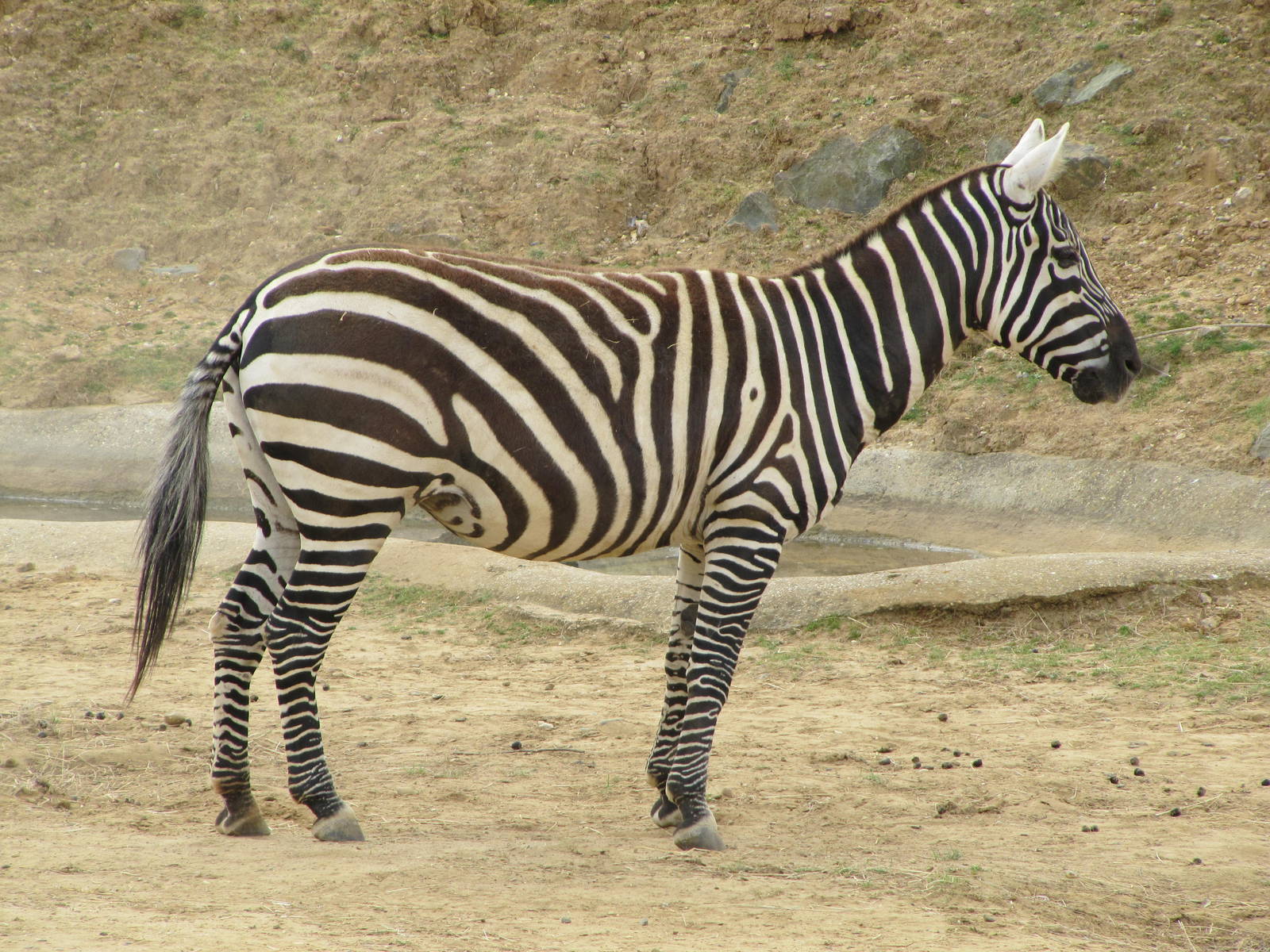 Maneless Zebra on 06/08/2016
