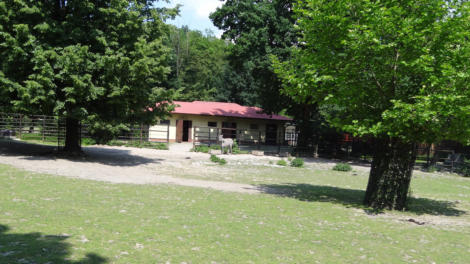 Maneless Zebra paddock and house