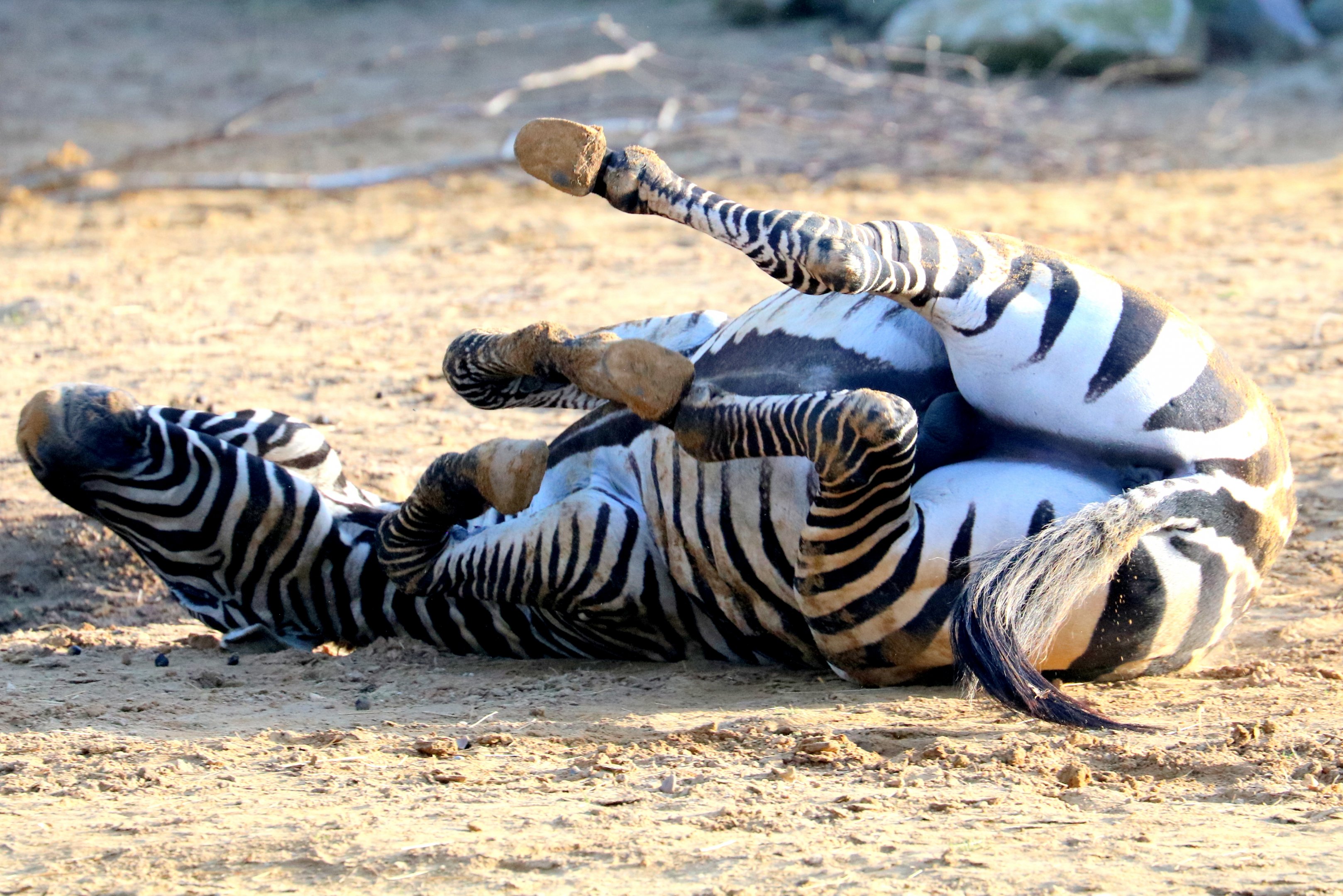 Maneless zebra rolling in sand; Colchester; 17th February 2019
