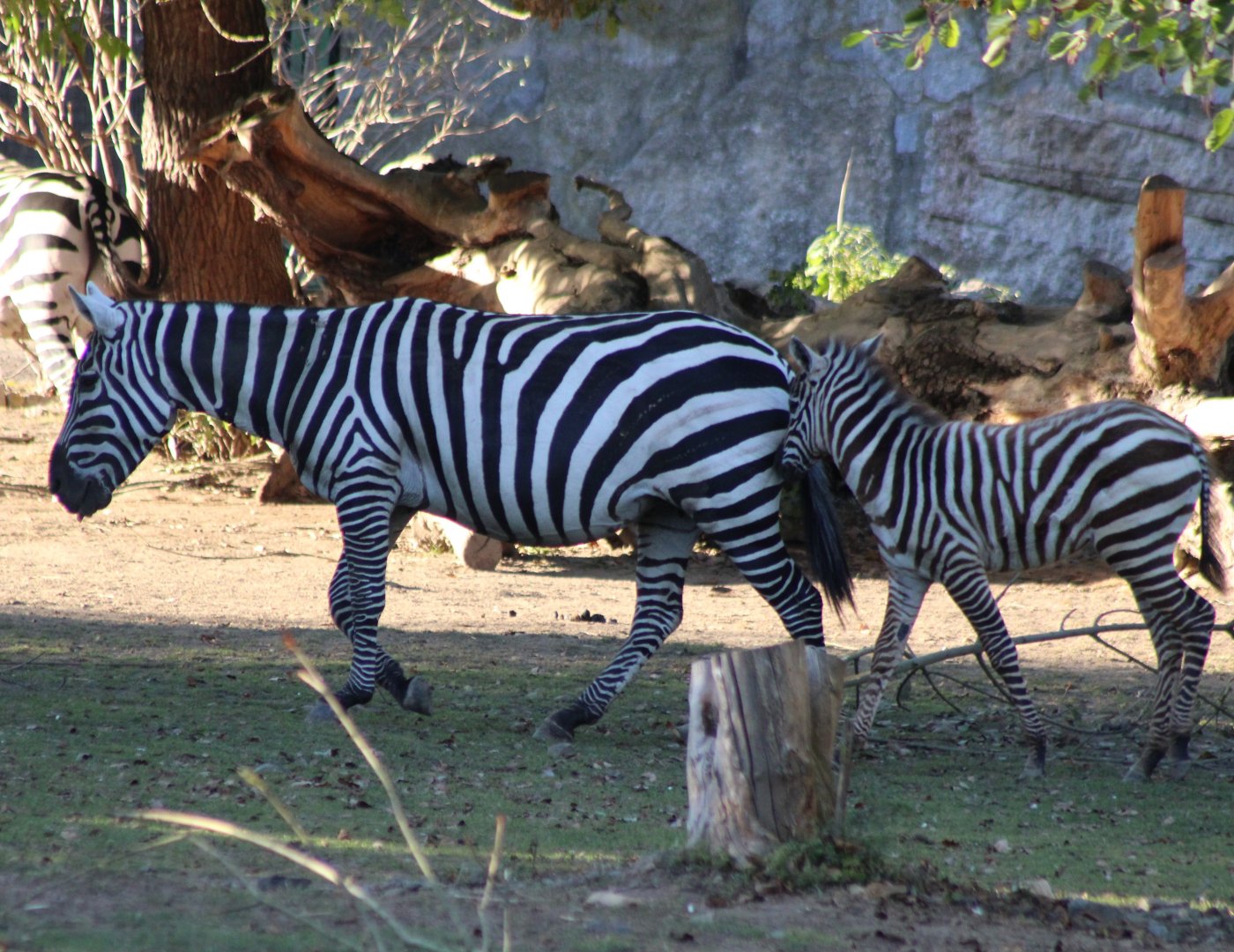 Maneless zebra with foal