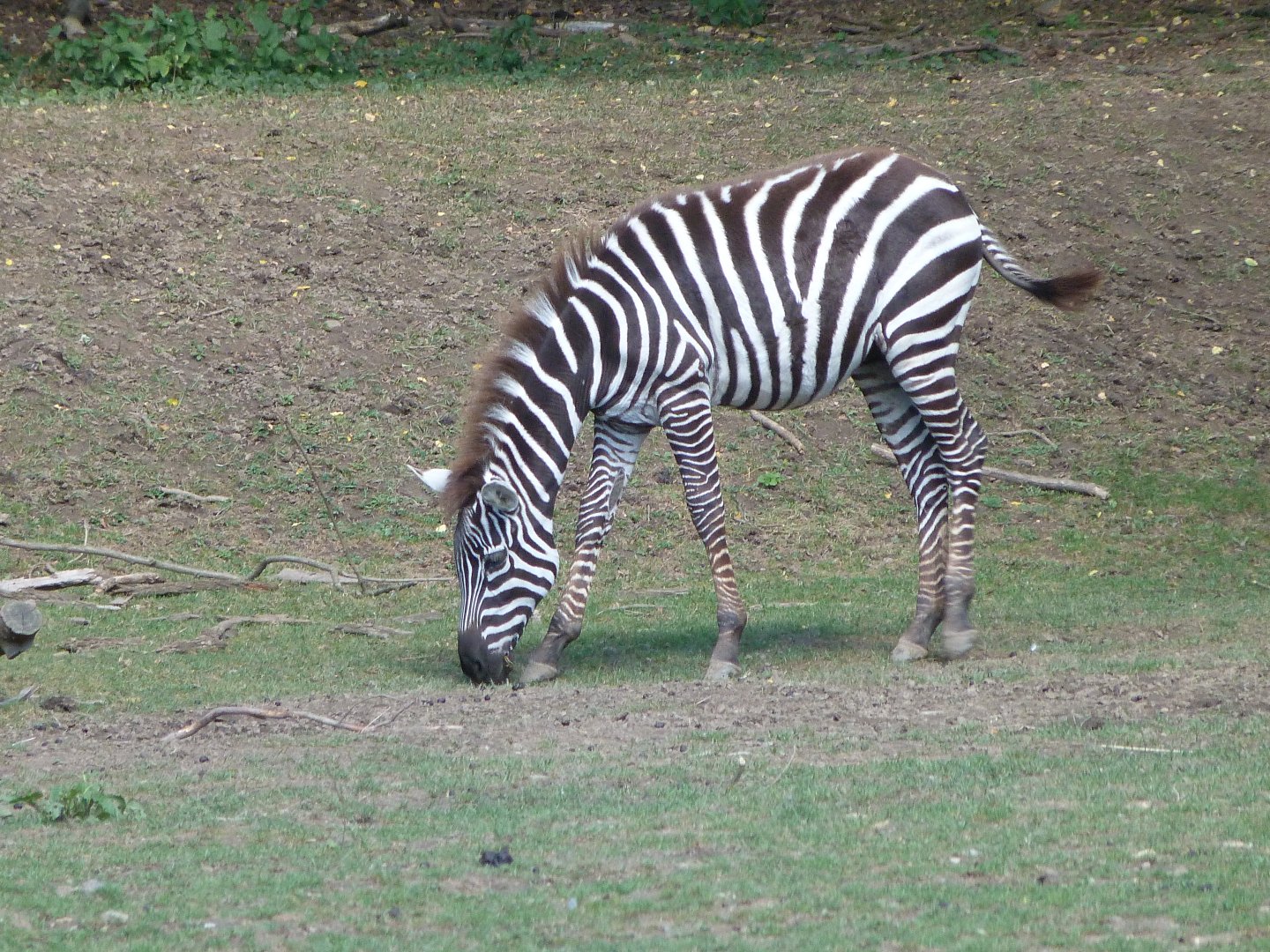 Maneless zebra -Zoo Plzeň (2025)
