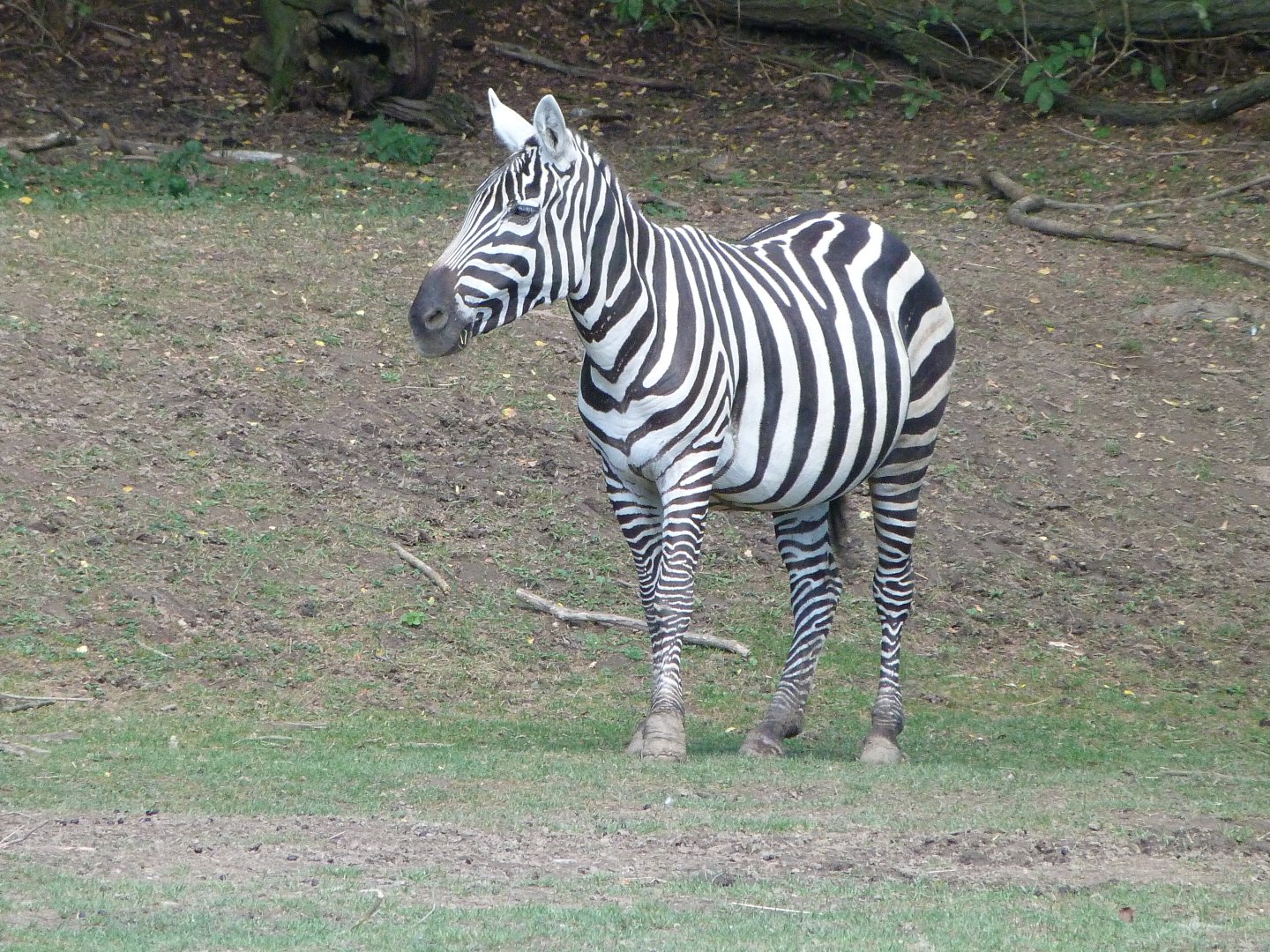 Maneless zebra -Zoo Plzeň (2025)