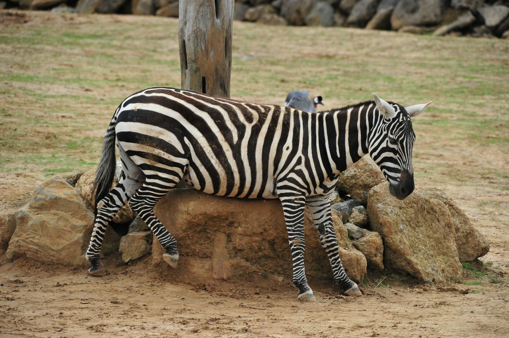 Maneless zebra