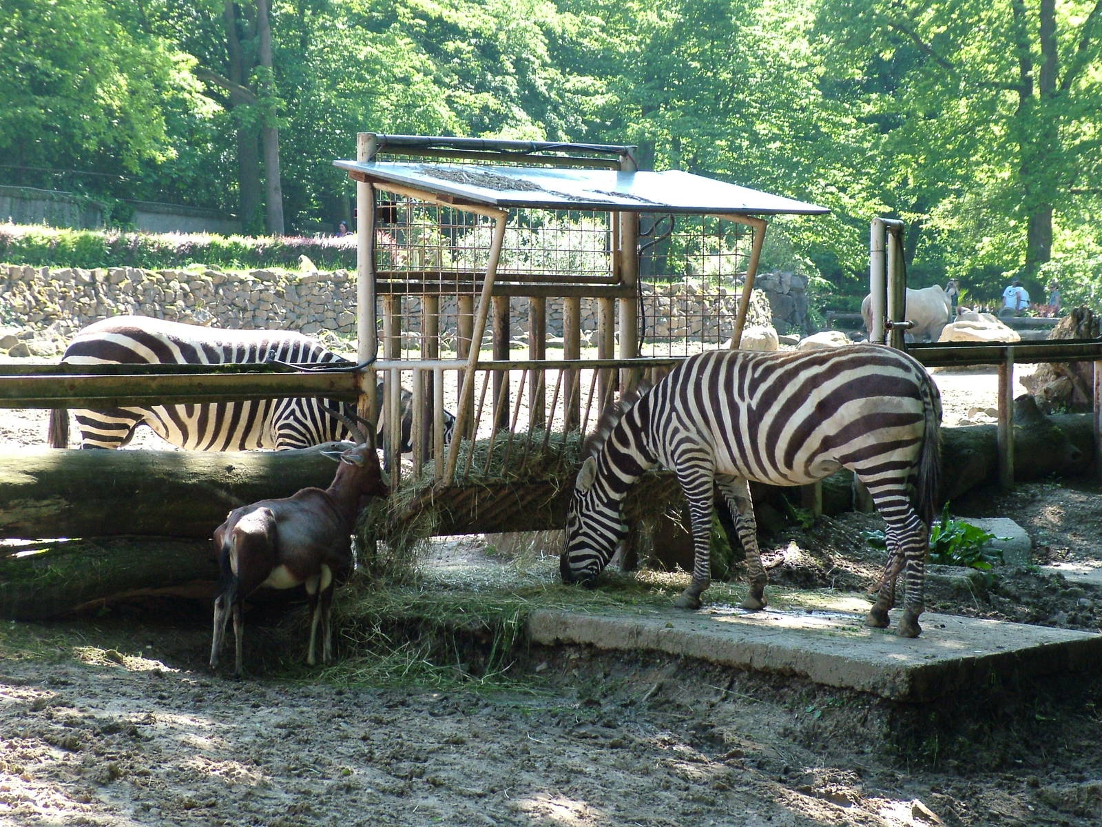 Maneless Zebras and Blesbok at Zlin, 28/05/10