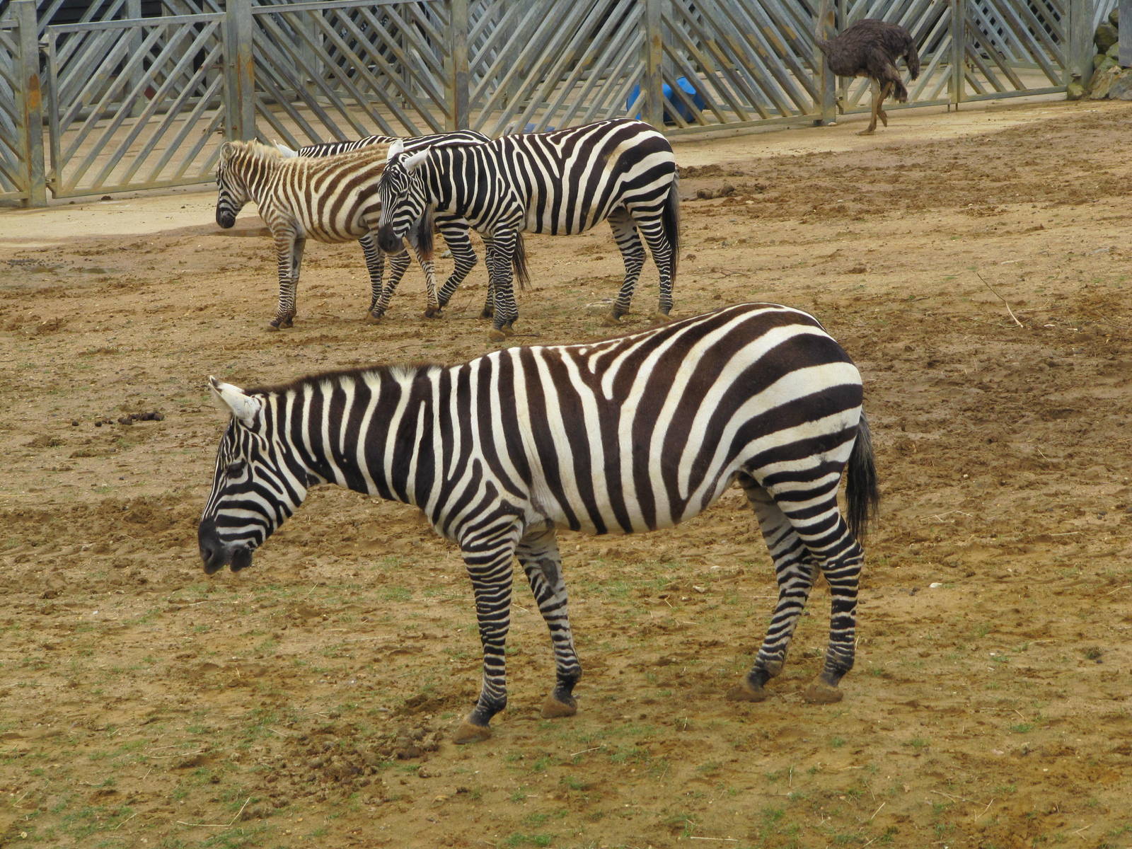 Maneless Zebras at Colchester Zoo 11/07/14