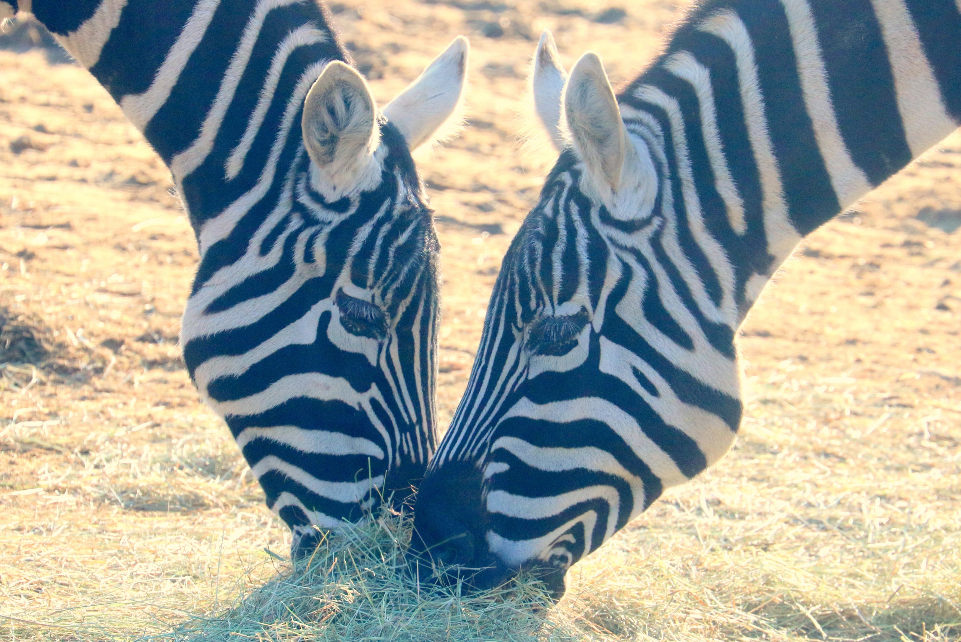 Maneless zebras; Colchester; 7th February 2020