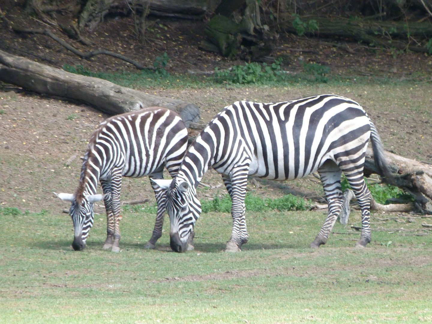 Maneless zebras -Zoo Plzeň (2025)