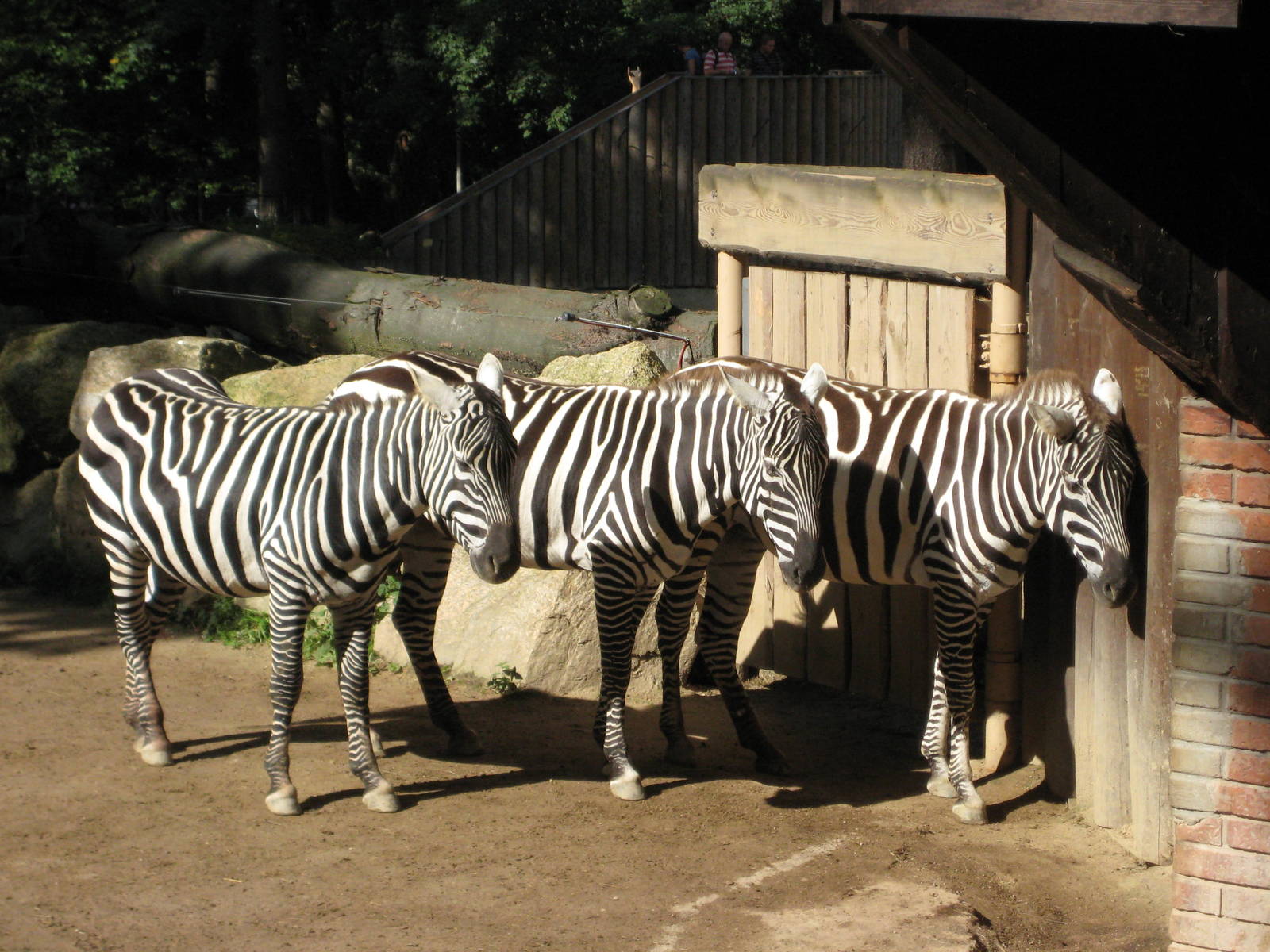 Maneless zebras