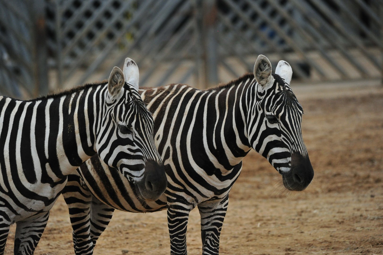 Maneless Zebras
