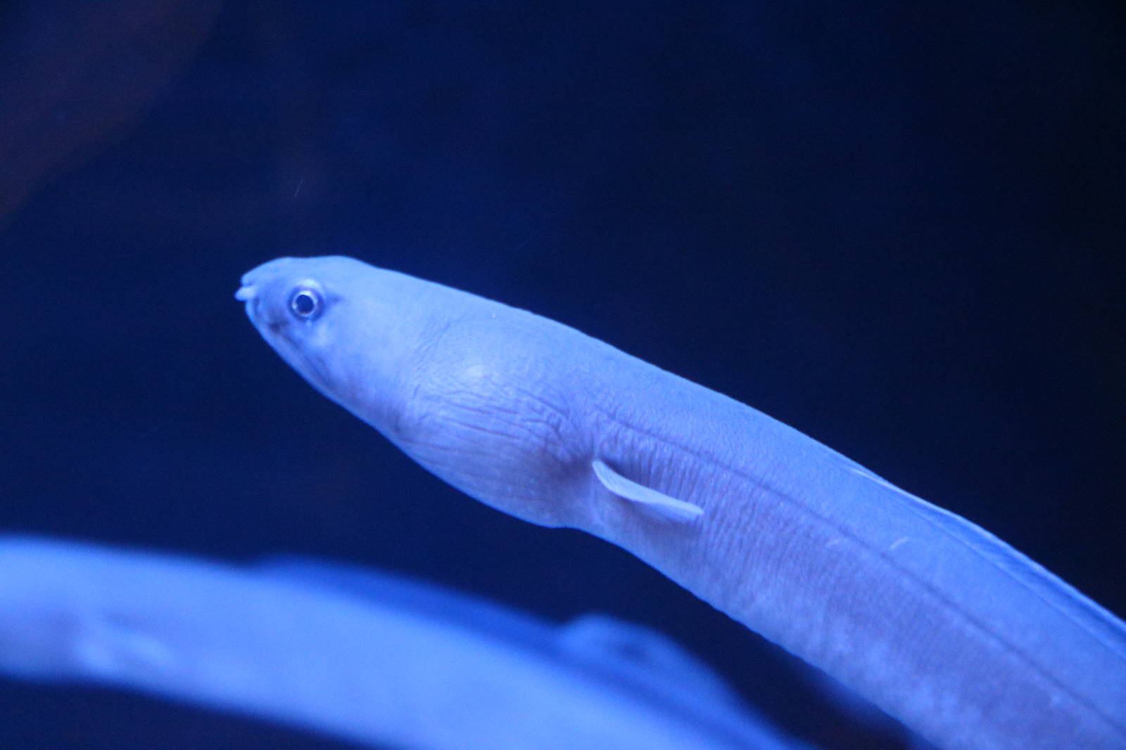 Manetail snake eel, February 2016