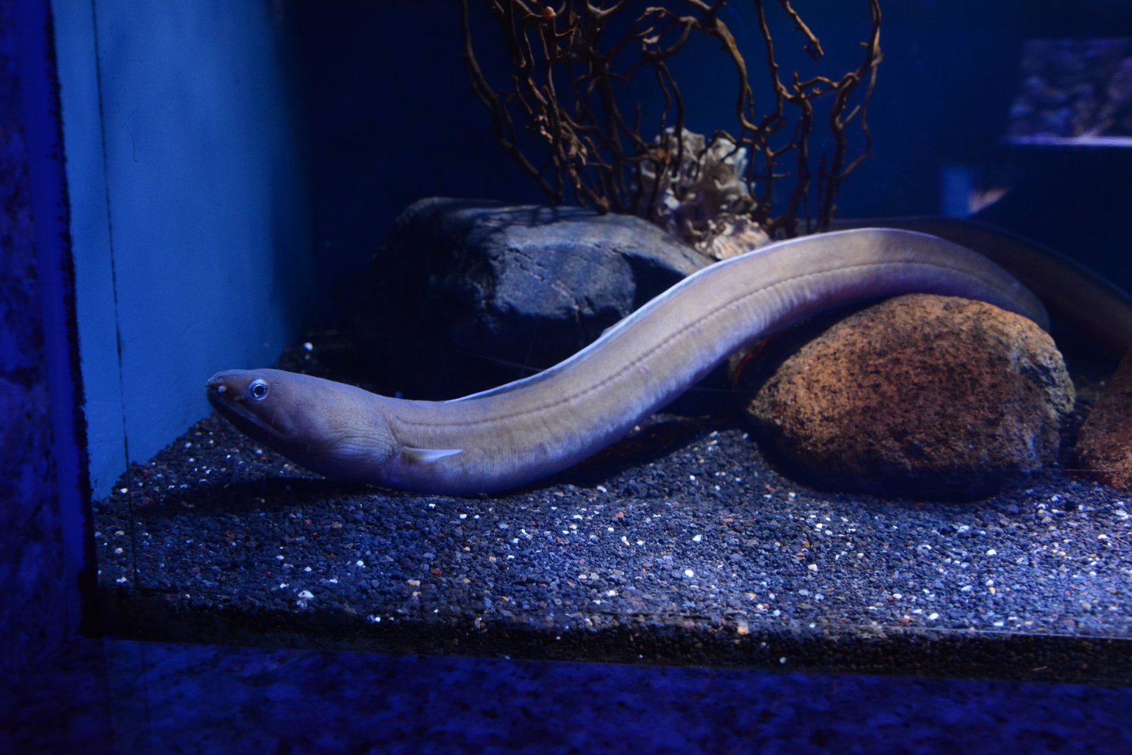 Manetail snake eel (Ophichthus urolophus)