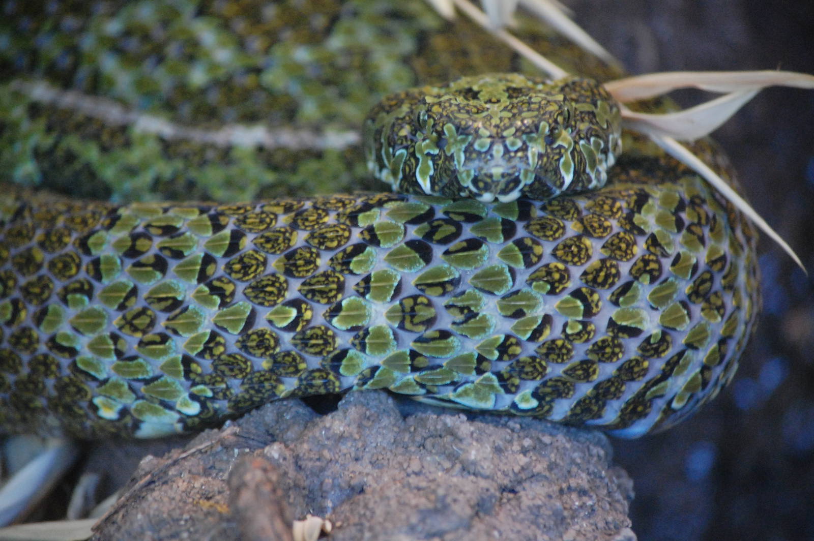 Mang Mountain Pit Viper