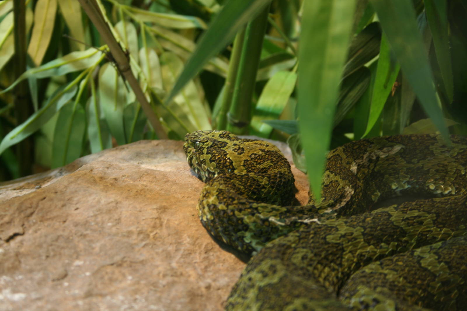Mang Mountain Pit Viper