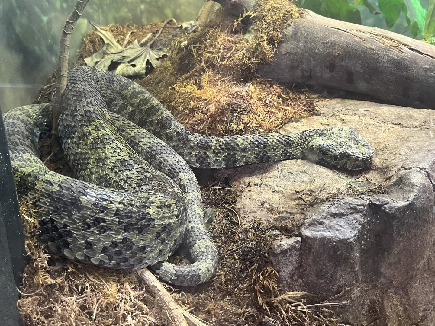 Mang Mountain Pit Viper