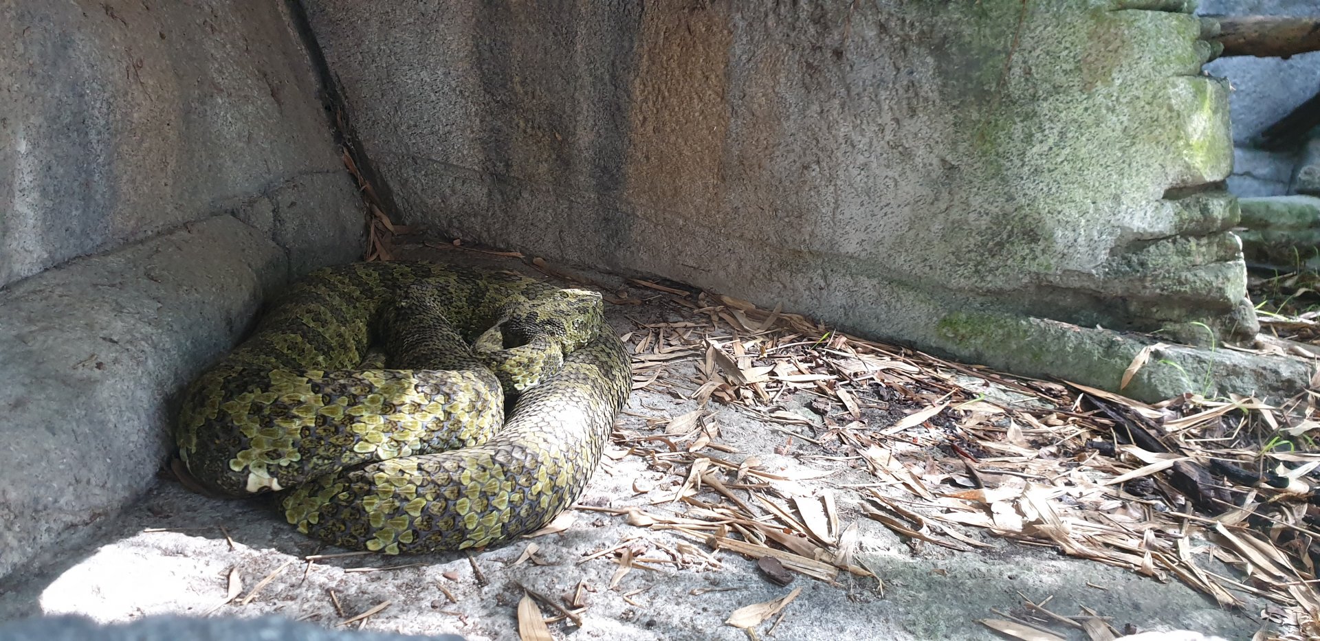 Mang Mountain Viper, Asian Passage