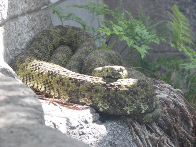 Mang Mountain Viper