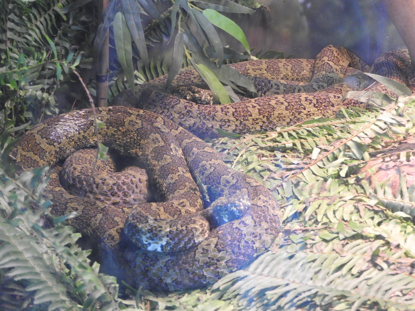 Mang Mountain Vipers