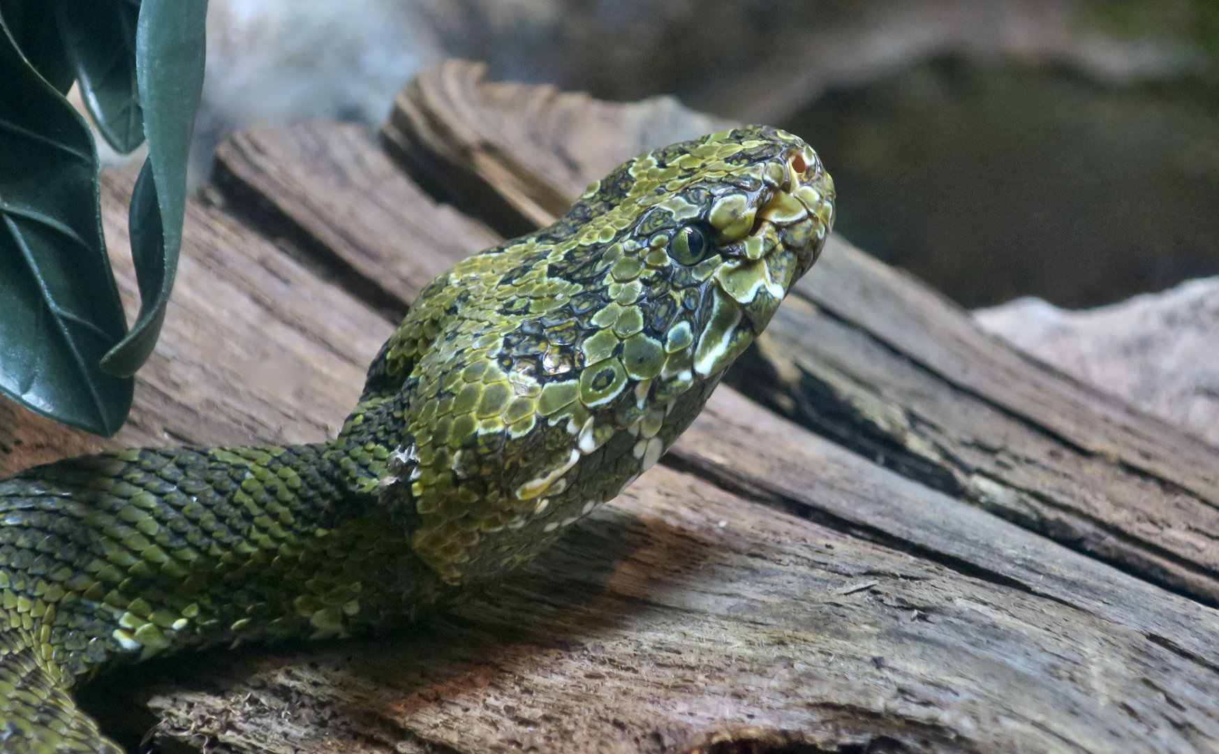 Mang Shan Pit Viper (Protobothrops mangshanensis)