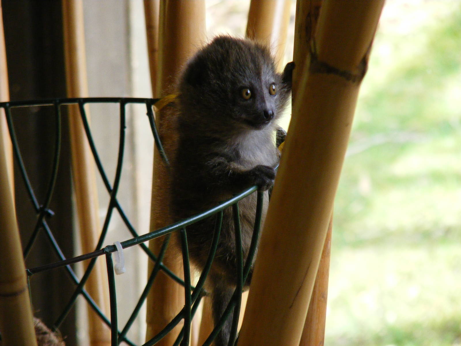 Manga the Alaotran gentle lemur at Marwell Wildlife, 21 March 2010